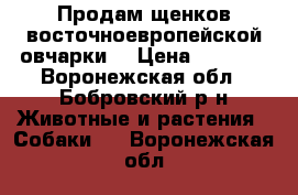 Продам щенков восточноевропейской овчарки. › Цена ­ 6 000 - Воронежская обл., Бобровский р-н Животные и растения » Собаки   . Воронежская обл.